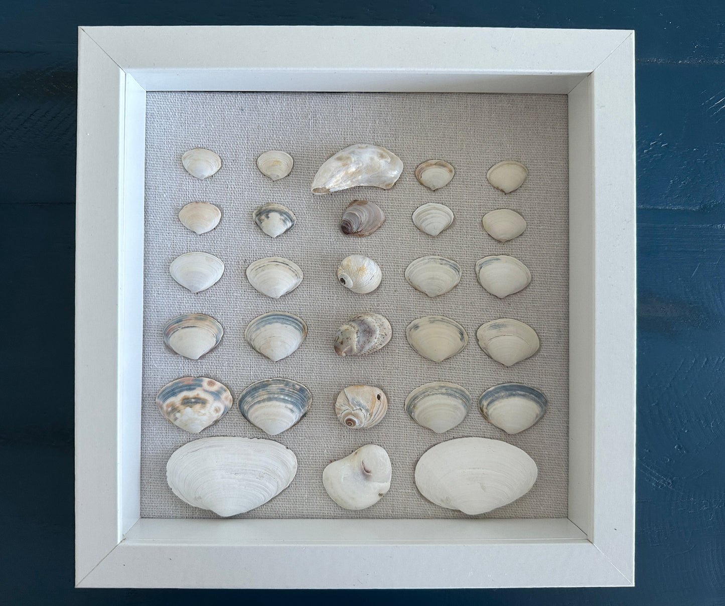 8x8 seashell wall art claim shells by jacqueline mb designs 