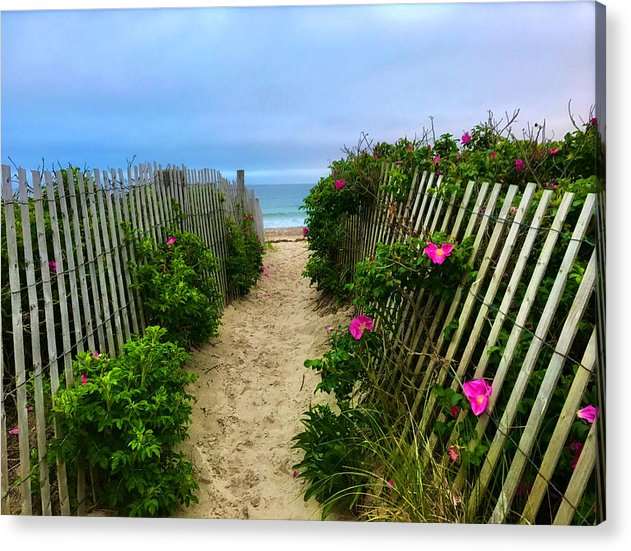 beach plums sand and ocean acrylic print by jacqueline mb designs 