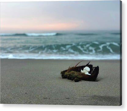 coconut washed ashore acrylic print by jacqueline mb designs 