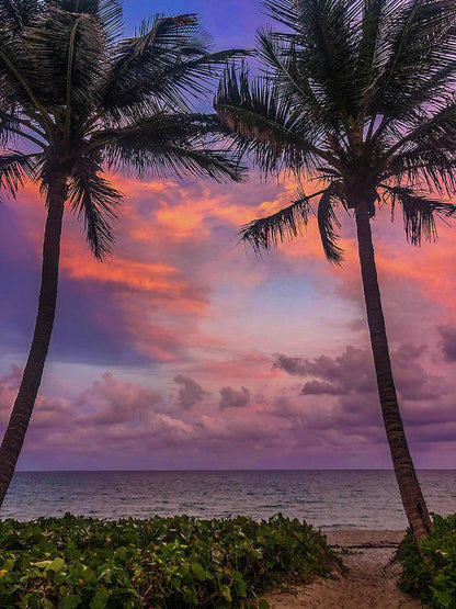Pathway to Tropical Sunset  - Art Print