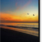 Pelican Sunrise Flight  - Canvas Print