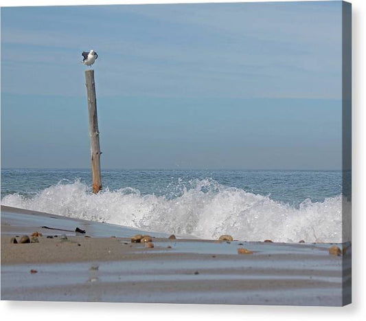 Seagull perched high over the waves Duxbury  - Classic Canvas Print