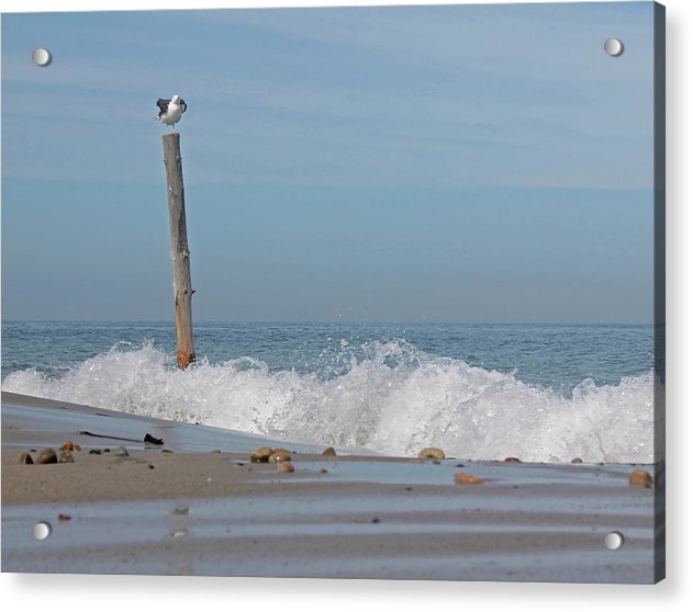 Seagull perched high over the waves Duxbury  - Classic Acrylic Print