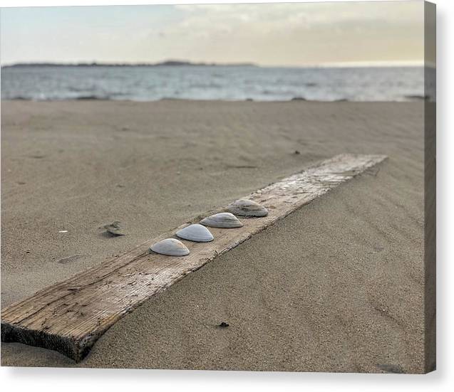 Shells in a Row on Driftwood at Beach - Classic Canvas Print