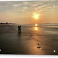 Westies Morning Walk on Beach at Sunrise  - Classic Acrylic Print