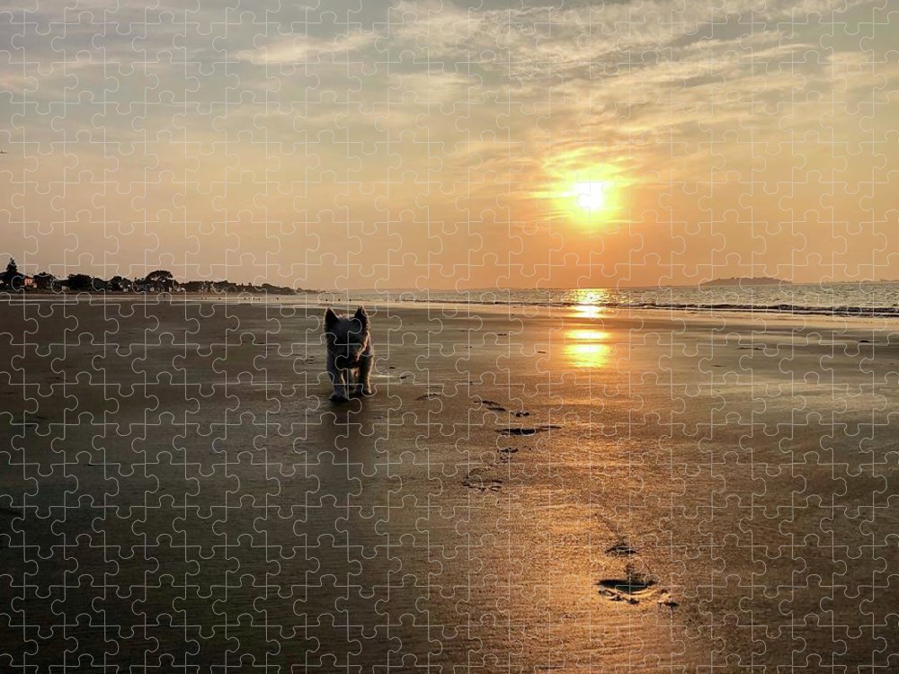 Westies Morning Walk on Beach at Sunrise  - Puzzle