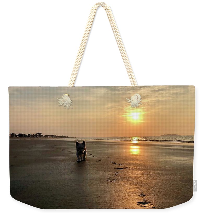 Westies Morning Walk on Beach at Sunrise  - Weekender Tote Bag